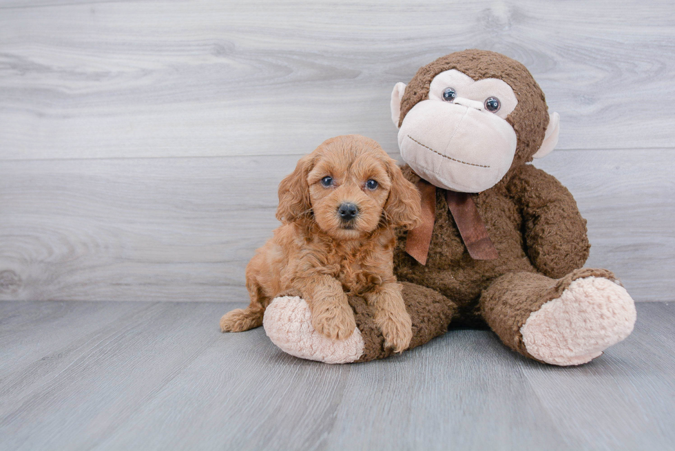 Petite Cockapoo Poodle Mix Pup