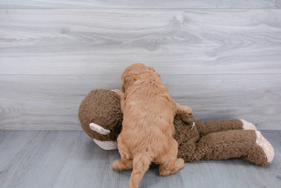 Happy Cockapoo Baby