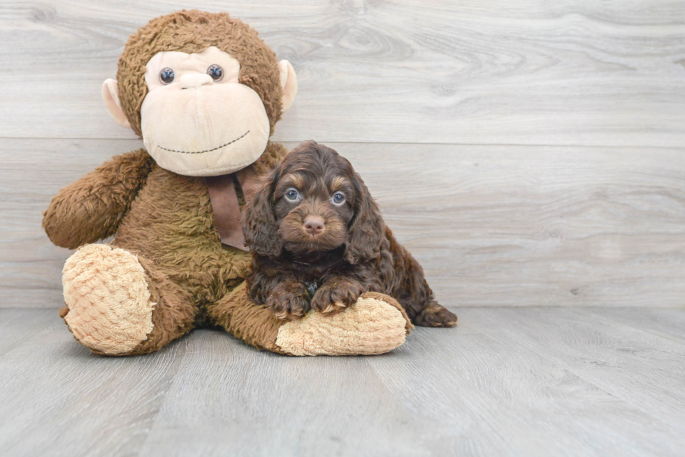 Cockapoo Pup Being Cute