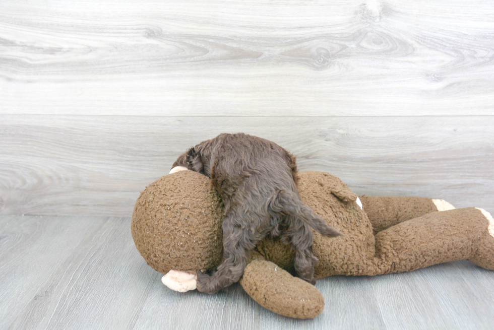 Cockapoo Pup Being Cute