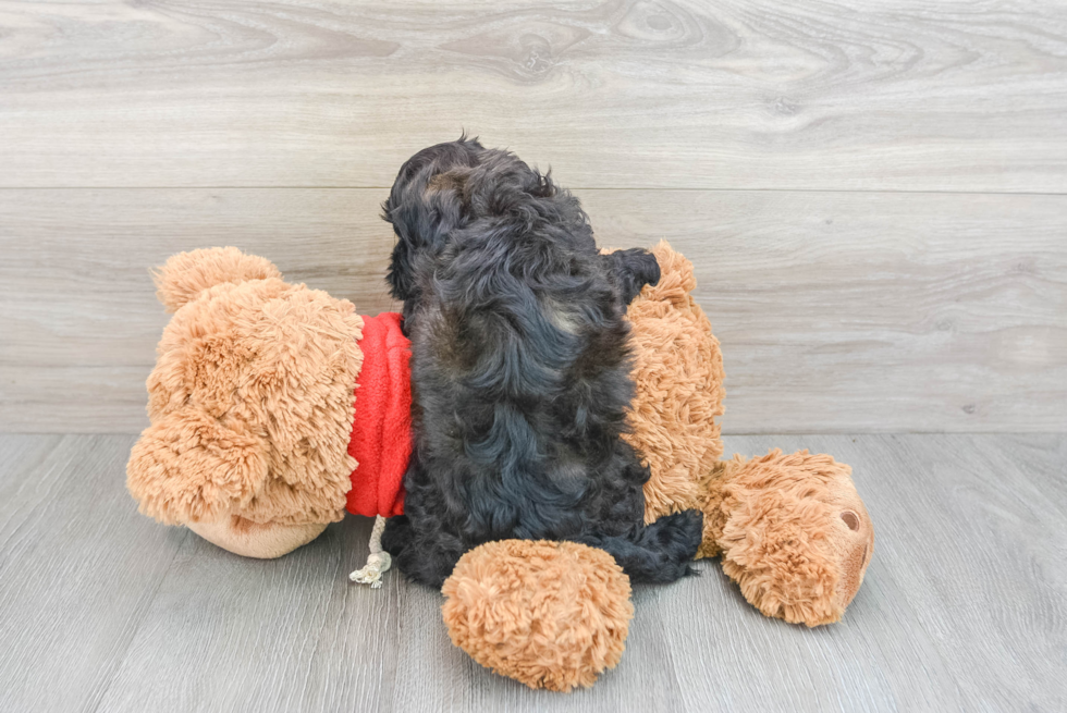 Playful Cockerpoo Poodle Mix Puppy