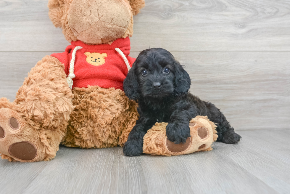 Petite Cockapoo Poodle Mix Pup