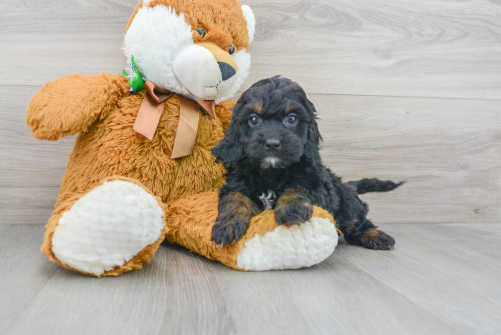 Cockapoo Puppy for Adoption