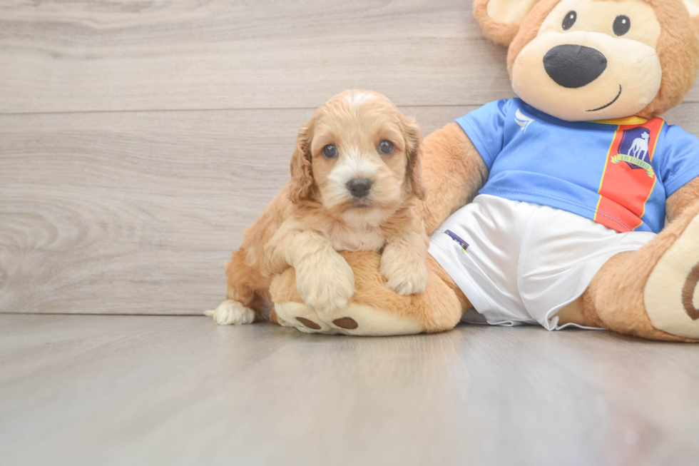 Fluffy Cockapoo Poodle Mix Pup