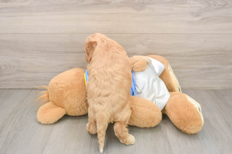 Adorable Cocker Doodle Poodle Mix Puppy