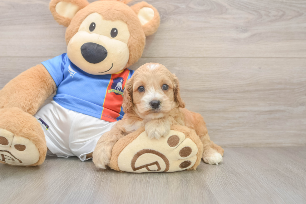 Cockapoo Pup Being Cute