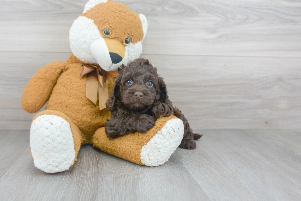 Sweet Cockapoo Baby