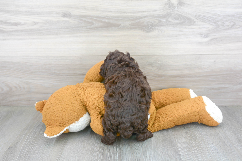 Sweet Cockapoo Baby