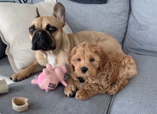 Cockapoo Price Guide (2026): How Much Do Cockapoos? 