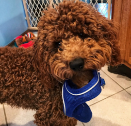 Cockapoo Puppies For Sale - Premier Pups
