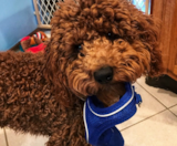 Cockapoo Puppies For Sale Premier Pups