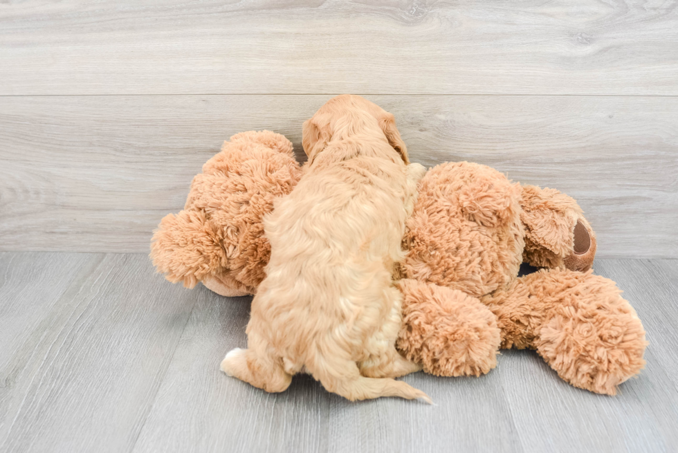 Happy Cockapoo Baby