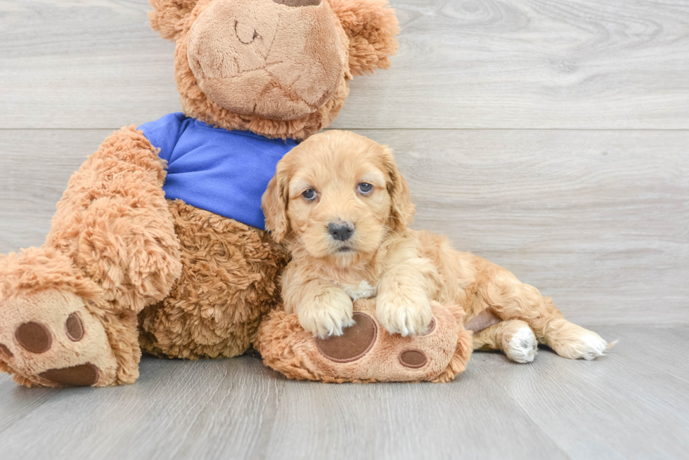 Petite Cockapoo Poodle Mix Pup