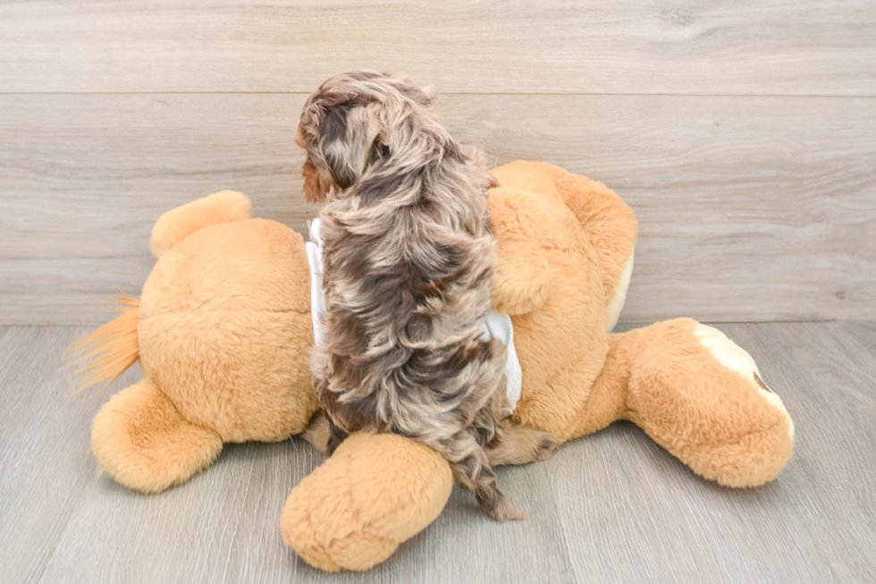 Cockapoo Pup Being Cute