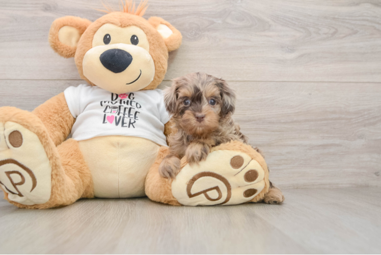 Cockapoo Pup Being Cute