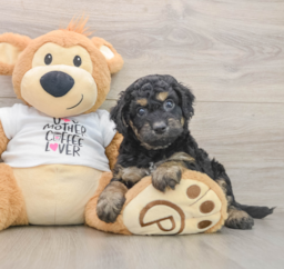 7 week old Cockapoo Puppy For Sale - Premier Pups
