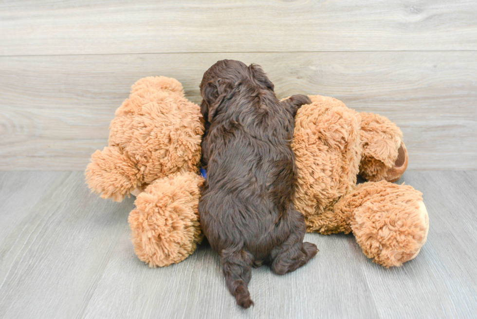 Cockapoo Puppy for Adoption