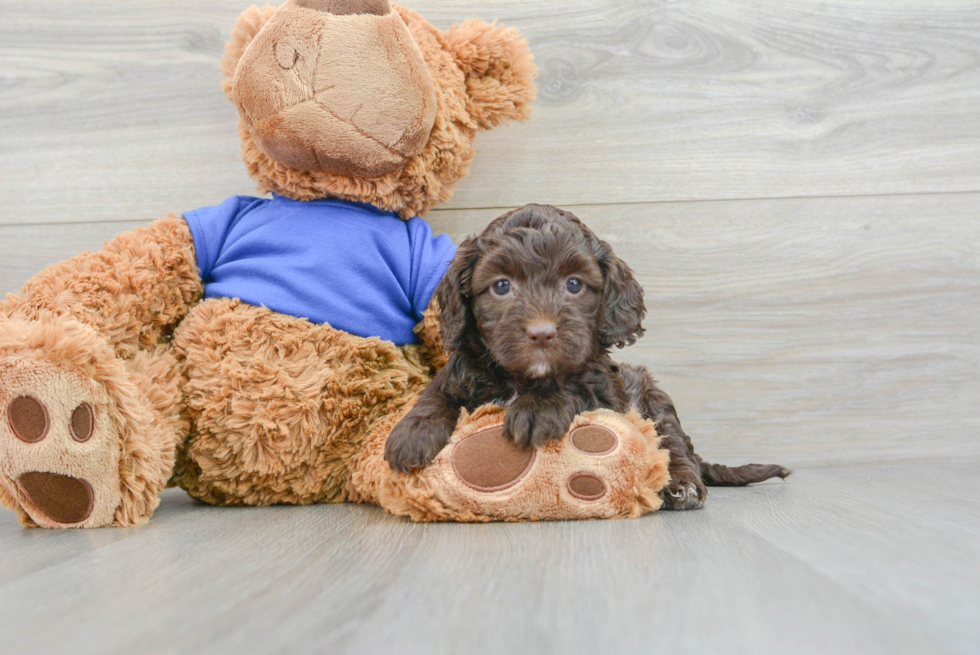 Friendly Cockapoo Baby