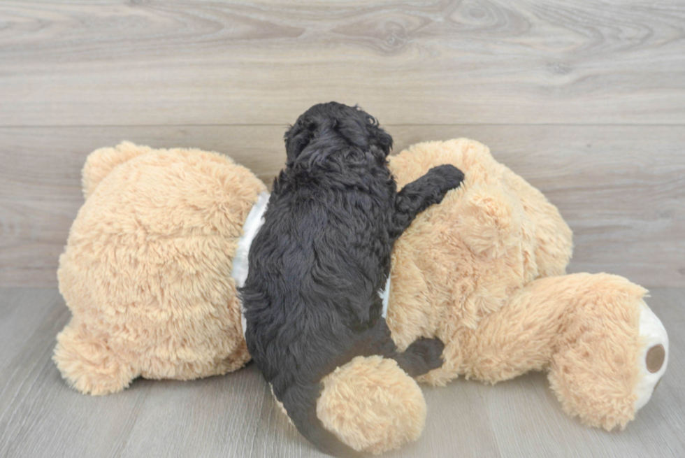 Funny Cockapoo Poodle Mix Pup