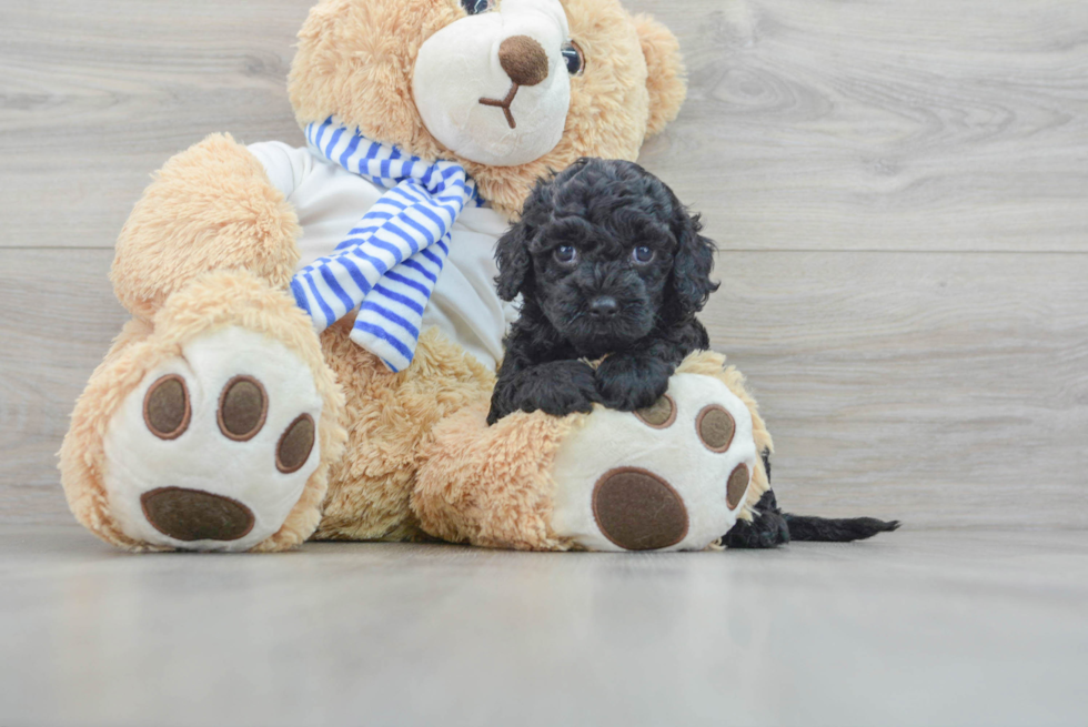 Cockapoo Puppy for Adoption