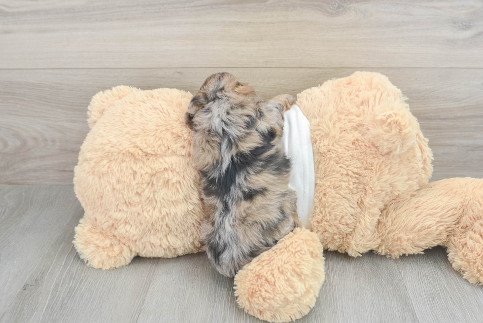 Petite Cockapoo Poodle Mix Pup