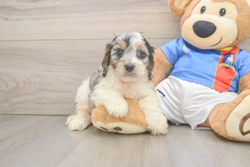 Cockapoo Puppy for Adoption