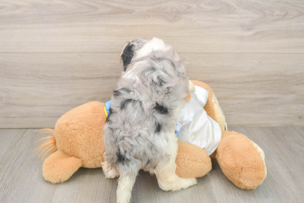 Cockapoo Puppy for Adoption