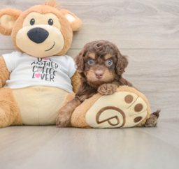 7 week old Cockapoo Puppy For Sale - Premier Pups
