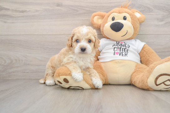REMEDY, a Cockapoo littermate