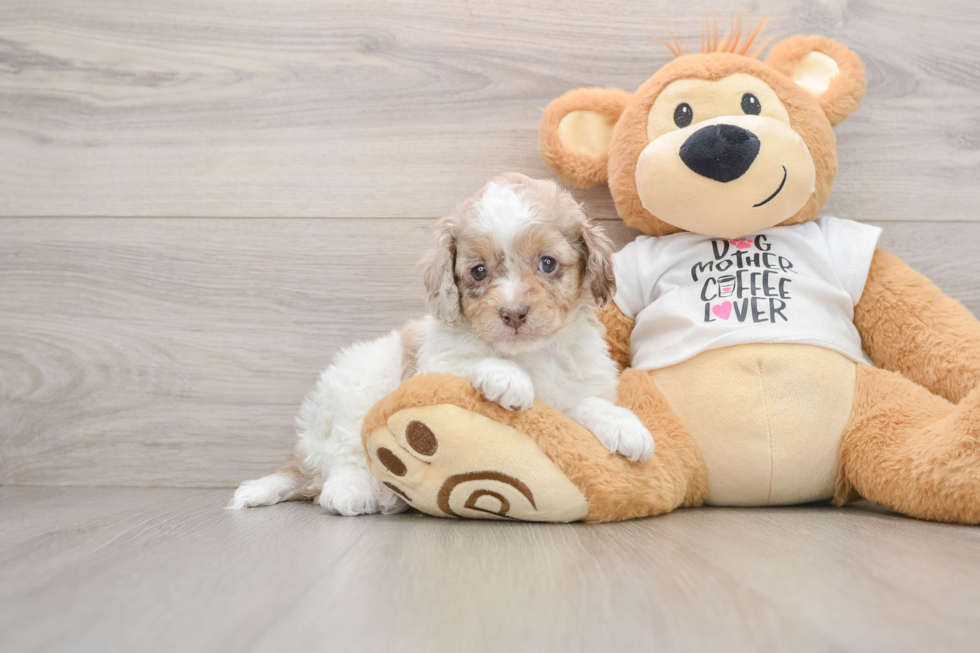 Cute Cockapoo Baby