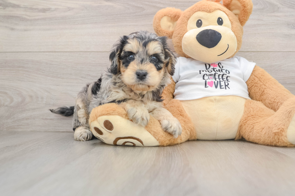 Cockapoo Pup Being Cute