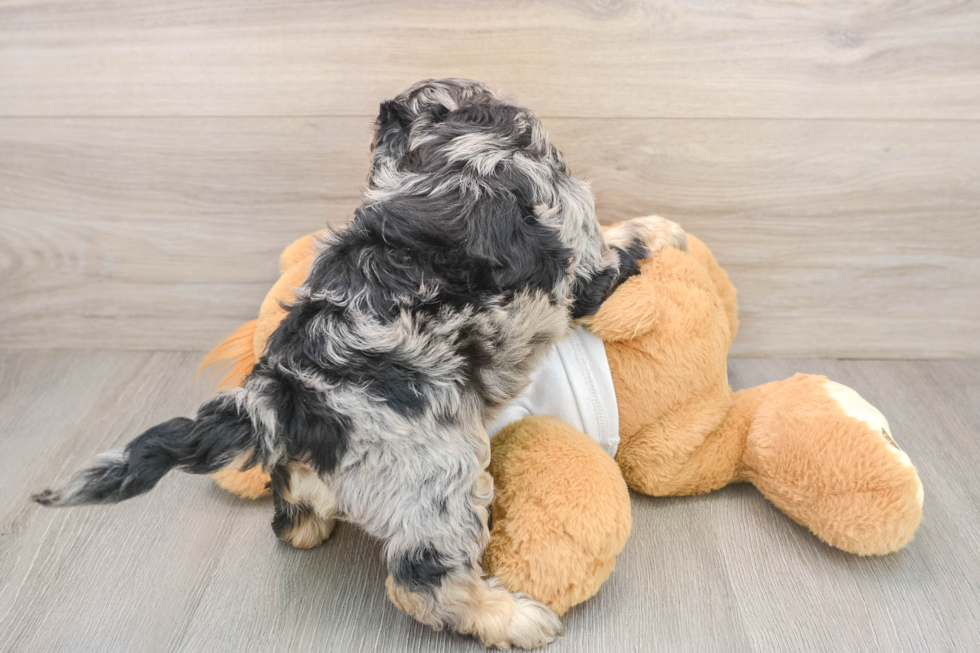 Cockapoo Pup Being Cute