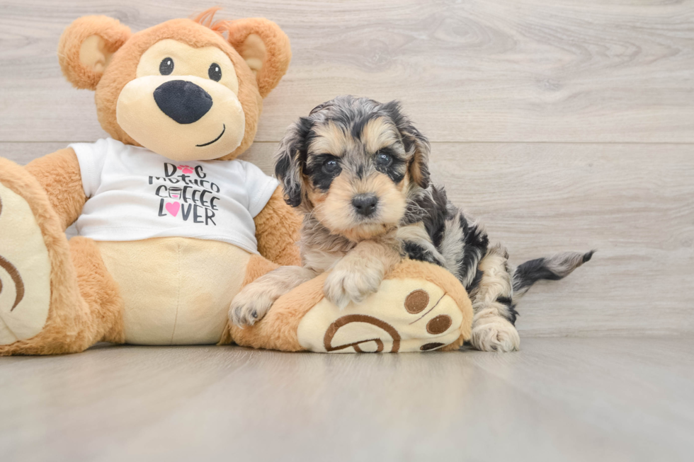 Cockapoo Pup Being Cute