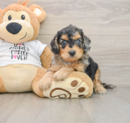7 week old Cockapoo Puppy For Sale - Premier Pups