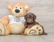 8 week old Cockapoo Puppy For Sale - Premier Pups