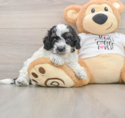 7 week old Cockapoo Puppy For Sale - Premier Pups