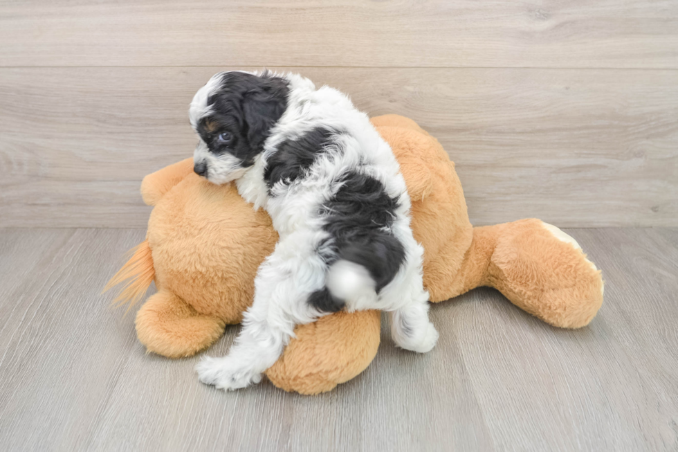 Adorable Cocker Doodle Poodle Mix Puppy