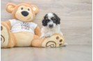 Best Cockapoo Baby