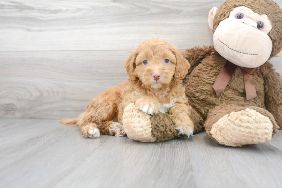 Fluffy Cockapoo Poodle Mix Pup