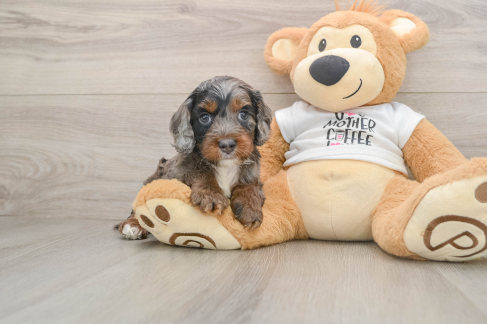 Cockapoo Pup Being Cute