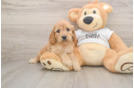 Fluffy Cockapoo Poodle Mix Pup