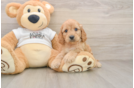 Petite Cockapoo Poodle Mix Pup