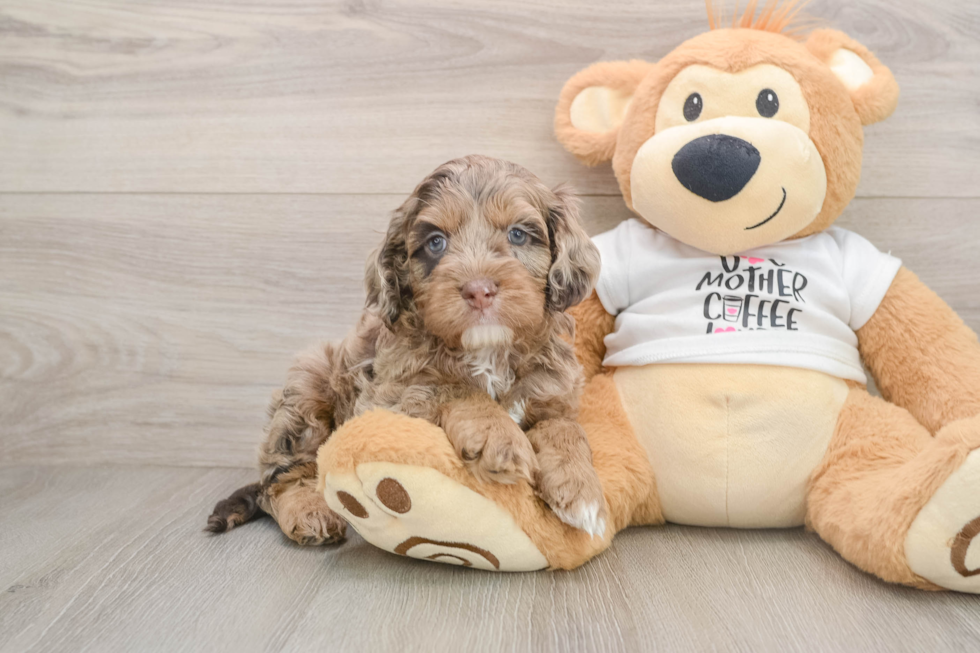 Smart Cockapoo Poodle Mix Pup