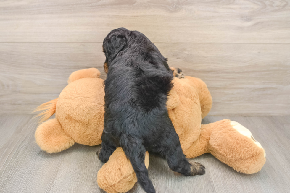 Cockapoo Pup Being Cute