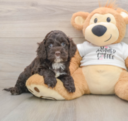 8 week old Cockapoo Puppy For Sale - Premier Pups