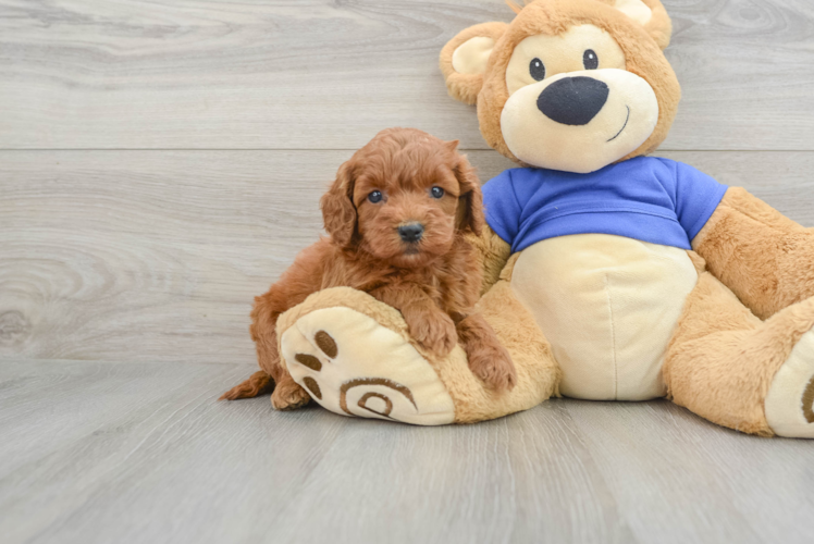 Cockapoo Pup Being Cute