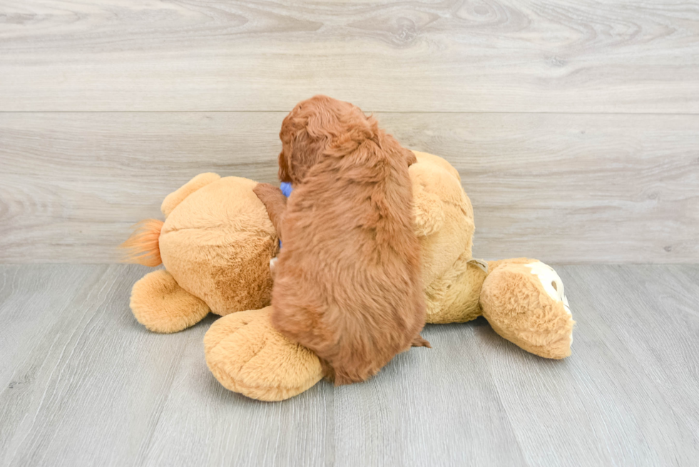 Little Cocker Doodle Poodle Mix Puppy