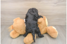Sweet Cockapoo Baby