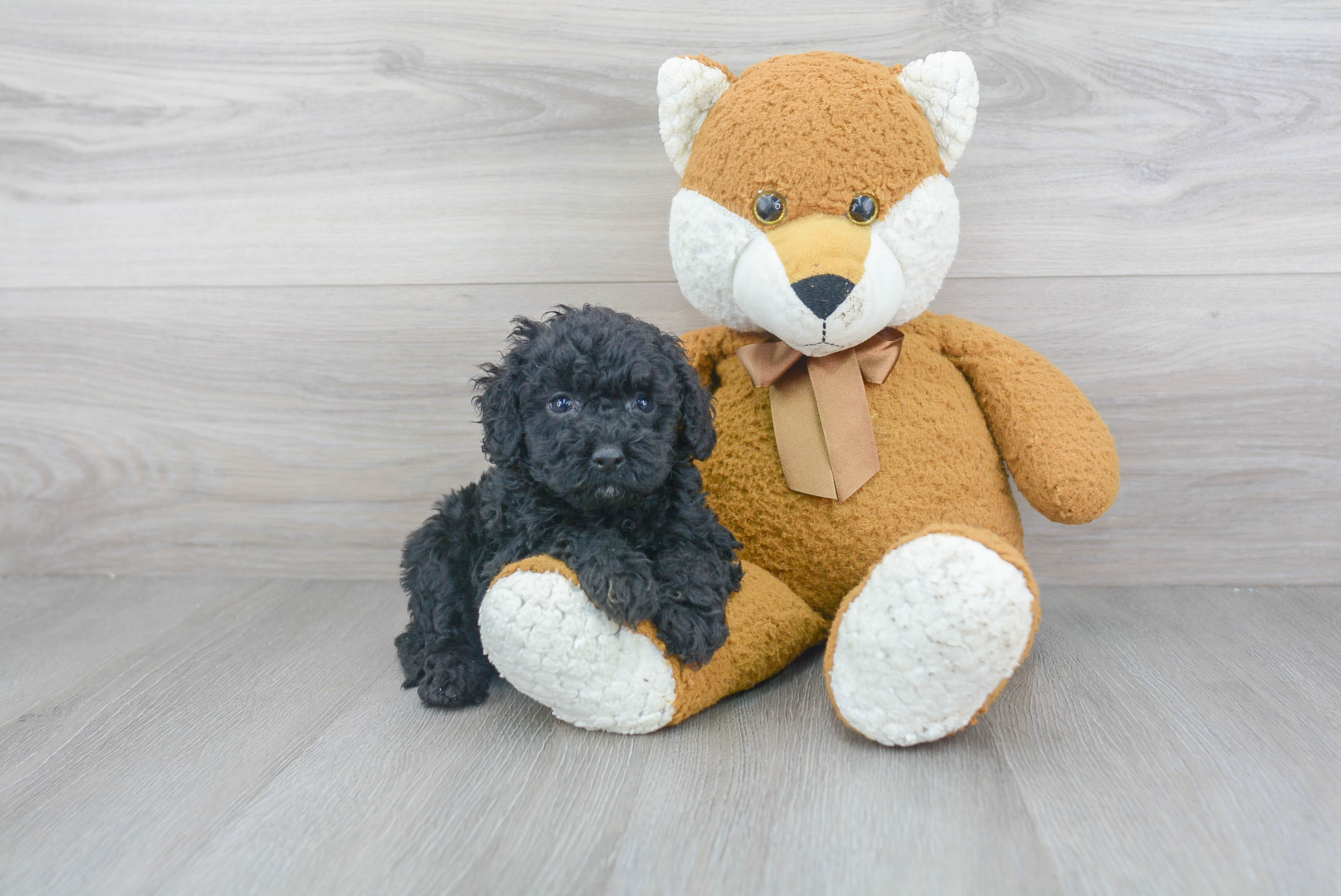 Popular Cockapoo Poodle Mix Pup