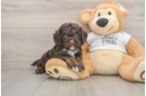 Sweet Cockapoo Baby